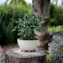 Doniczka z nóżkami POLO 2 25cm kremowy