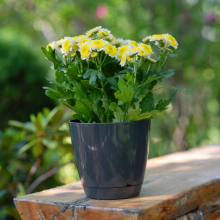 Doniczka z podstawką BEGONIA 12cm antracyt